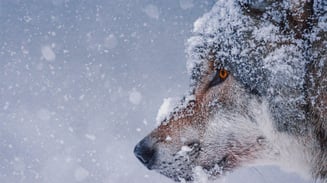 animal-carnivorous-cold-326097 (1)